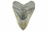 Fossil Megalodon Tooth - North Carolina #365010-1